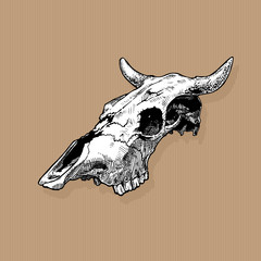illustration of bull skull