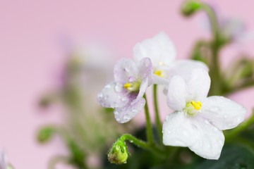 Fototapeta premium Delicate flowers of violets. Flowers of saintpolia. Аfrican violet