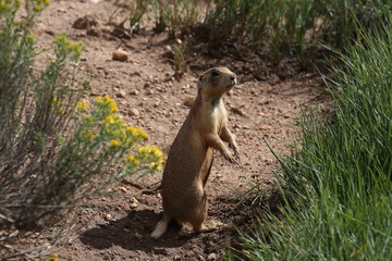 Utah Prairie Dog - Bryce Canyon National Park