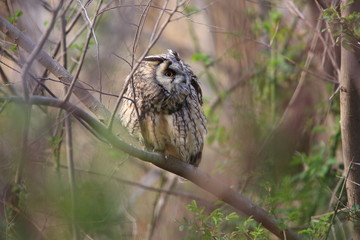 Long-eared Owl (Asio otus) in Japan
