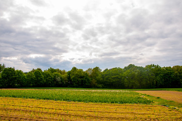 Fields surrounded by green trees