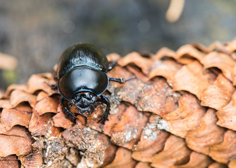 A Dung Beetle on a spruce cone