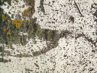 Bark of a tree poplar close-up. Structure of the bark of a tree. Moss on the bark.