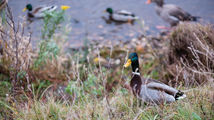 Männliche Stockente am Flussufer