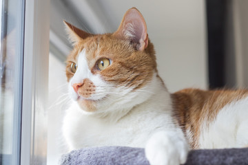 Ginger and white cat kitten