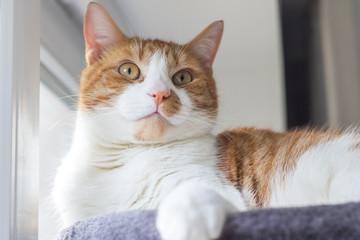 Ginger and white cat kitten