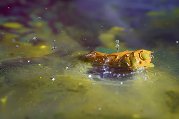 Water drops as background pictures 
