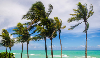 Tropical Miami Beach Palms