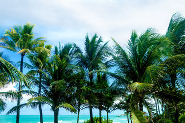 Fototapeta premium Tropical Miami Beach Palms