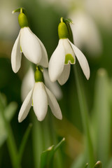 Spring snowflakes in full bloom in spring