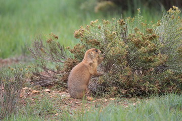 Utah Prairie Dog - Bryce Canyon National Park