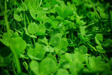 Green clovers leaf