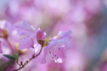 One pink azalea flower against background of pink blurry colors and blue sky. Floral background.