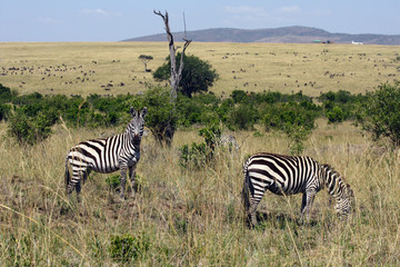 Obraz premium Zebras grazing near the airport in Kenya