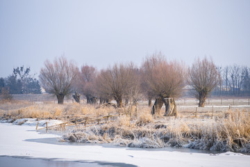 Wierzby nad brz3giem rzeki. Rzeka Bzura zimą © Piotr Szpakowski