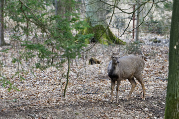 Fototapeta premium A Manchurian Sika Deer (Cervus nippon mantchuricus or Cervus nippon dybowskii)