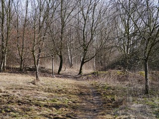 Landschaft mit Wiese und B&auml;umen im sonnigen Winter