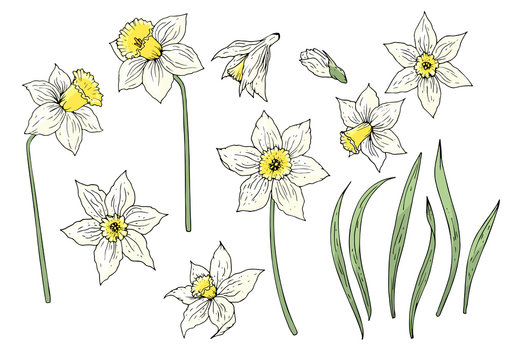 Daffodil flower elements set isolated on white. Hand drawn objects for spring season design