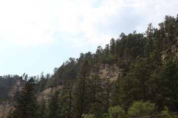 mountain forest