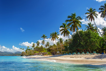 perfect empty Caribbean sandy beach with clear water and green palm trees