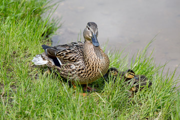 Mother duck and ducklings on the lake