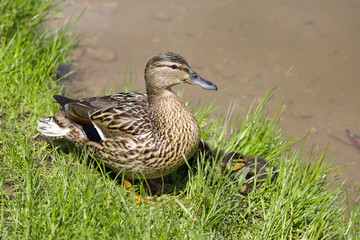Mother duck and ducklings on the lake