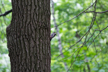 Woodpecker eats in the summer forest