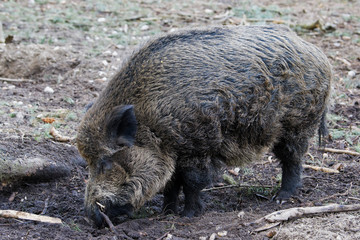 Wild Boar (Sus Scrofa) in the forest