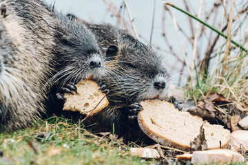 Portrait of wild coypu eating a bread