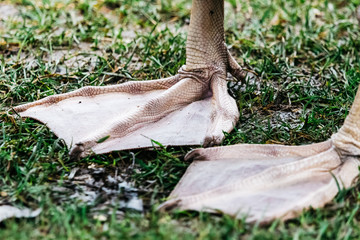 A pair of webbed  legs of a swan