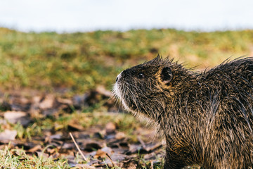 Wild coypu looking for a food in grass near a lake