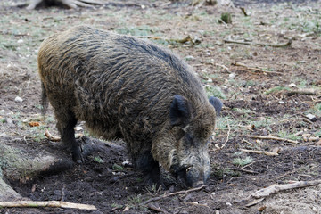 Wild Boar (Sus Scrofa) in the forest