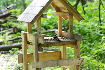 Woodpecker eats in the summer forest