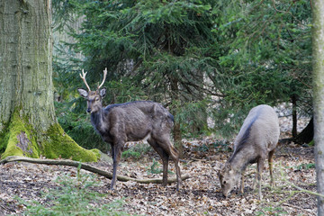 A stunning Manchurian Sika Deer (Cervus nippon mantchuricus or Cervus nippon dybowskii)
