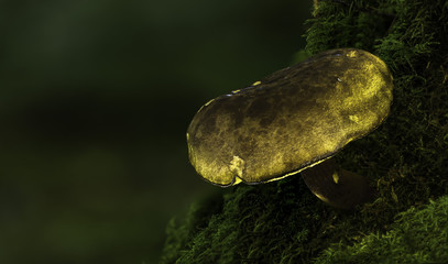 Mushrooms
