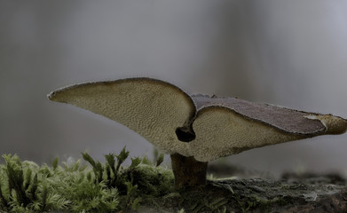 Mushrooms