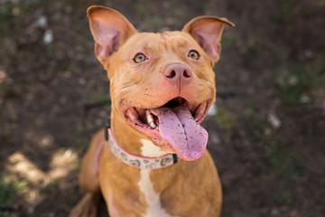 White pitbull portrait