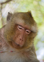 Fototapeta premium Asian monkeys are trapped in a cage.The sighting caused poor results.