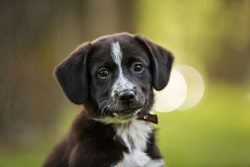 Black and white puppy portrait in the park