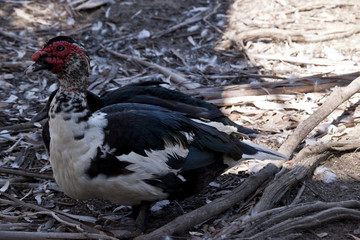 muscovy duck