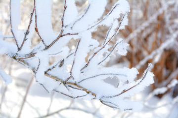 Winter branches of trees in frost snow flakes