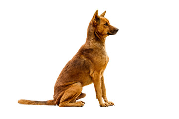 stray dog sitting on a cement floor isolate white background.