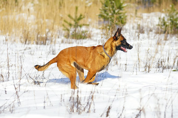 Active Belgian Shepherd dog Malinois running outdoors on a snow in sunny winter day