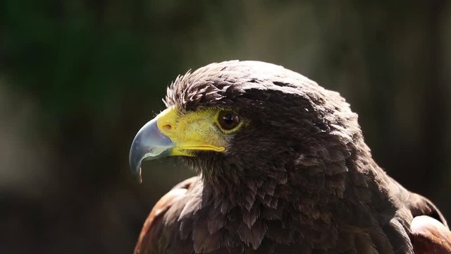 animals,beak,bird,birds of prey,blinking eye,bold,brown,captive,close,close up,eagle eye,eagle head,energy,falcon,falconer,falconry,feathers,fierce,flight,flying,frame,full,hawk,hierofalcon,hooked bea