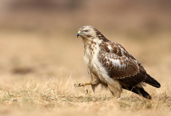 Common buzzard (Buteo buteo)