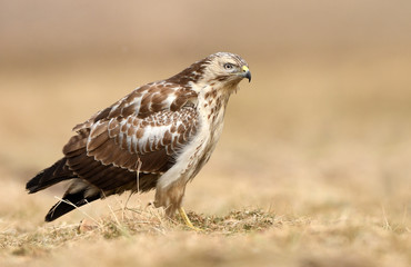 Common buzzard (Buteo buteo)