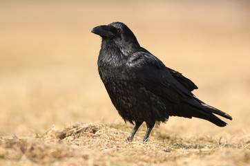 Raven (Corvus corax)