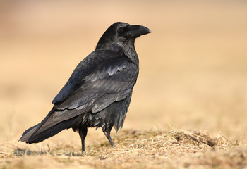 Raven (Corvus corax)