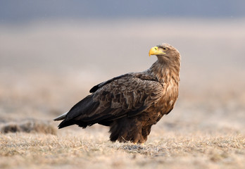 White tailed eagle (Haliaeetus albicilla)