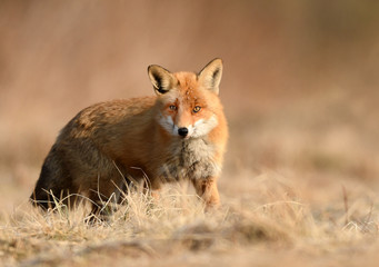 Fox (Vulpes vulpes)
